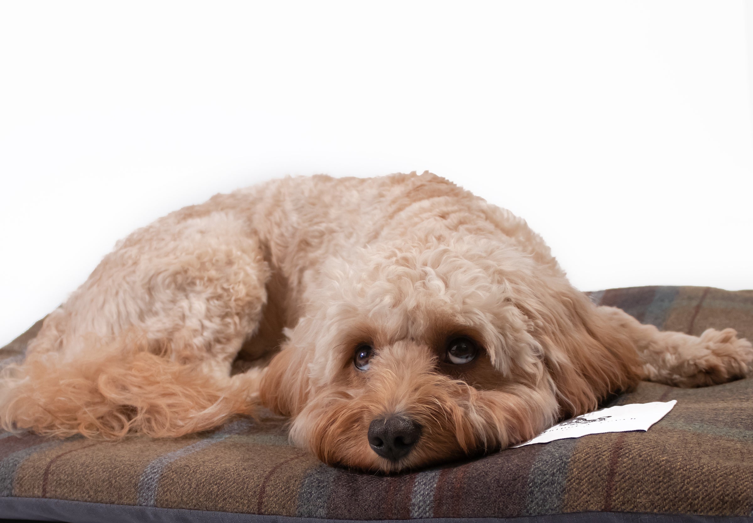 Best dog beds for goldendoodles hotsell